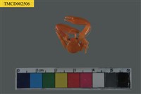 藏品(瓷蟹科)的圖片